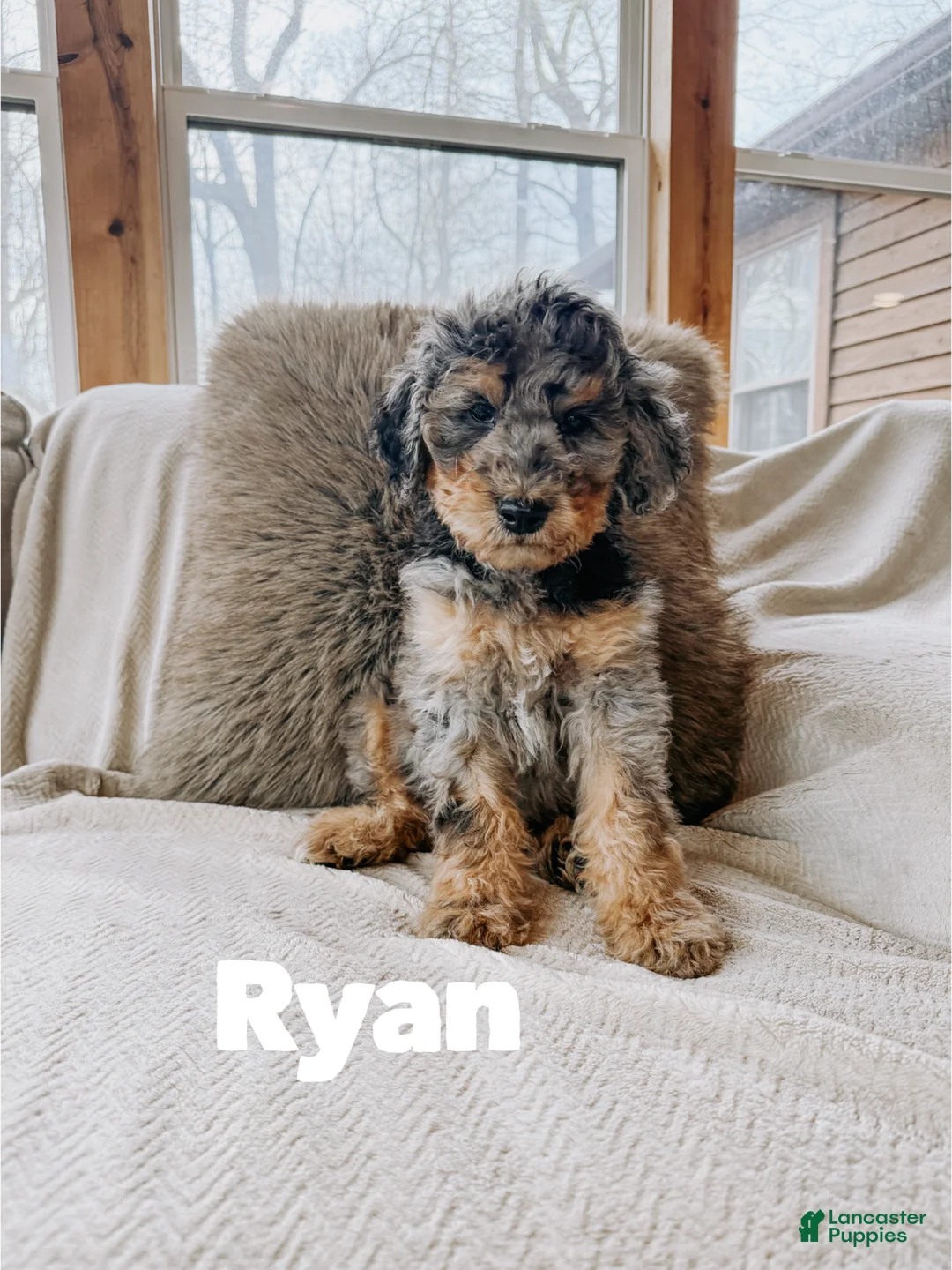 Goldendoodle dogs for sale: Ryan - Ad 1