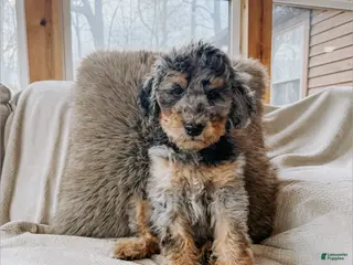 Goldendoodle dogs Ryan - Ad 30