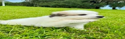 Great Pyrenees dogs for sale: Orange Boy - Ad 7