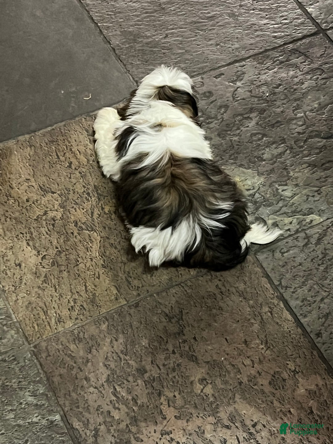 Shih Tzu dogs for sale: Shih Tzu Puppy 3 - Ad 2