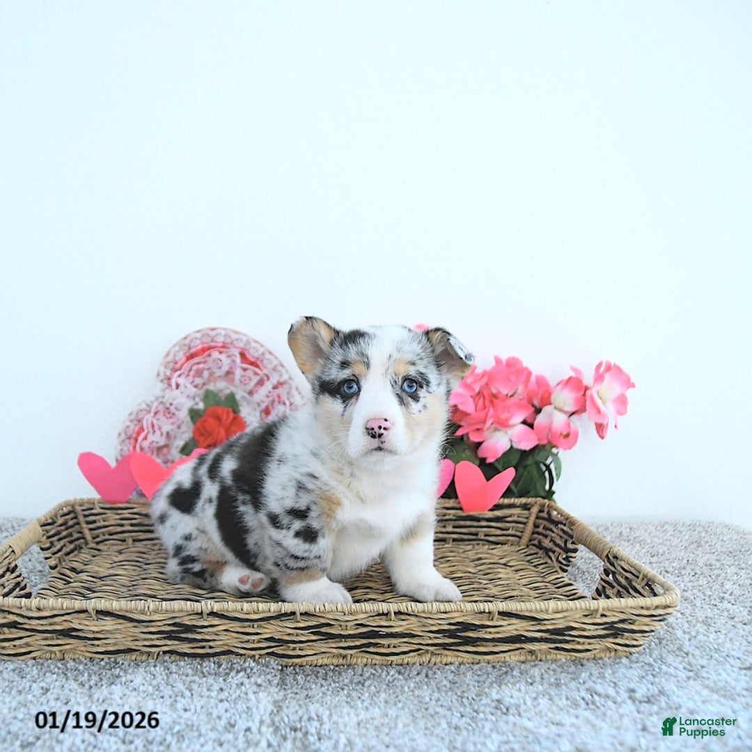 Welsh Corgi Pembroke dogs for sale: Rusty - Ad 5