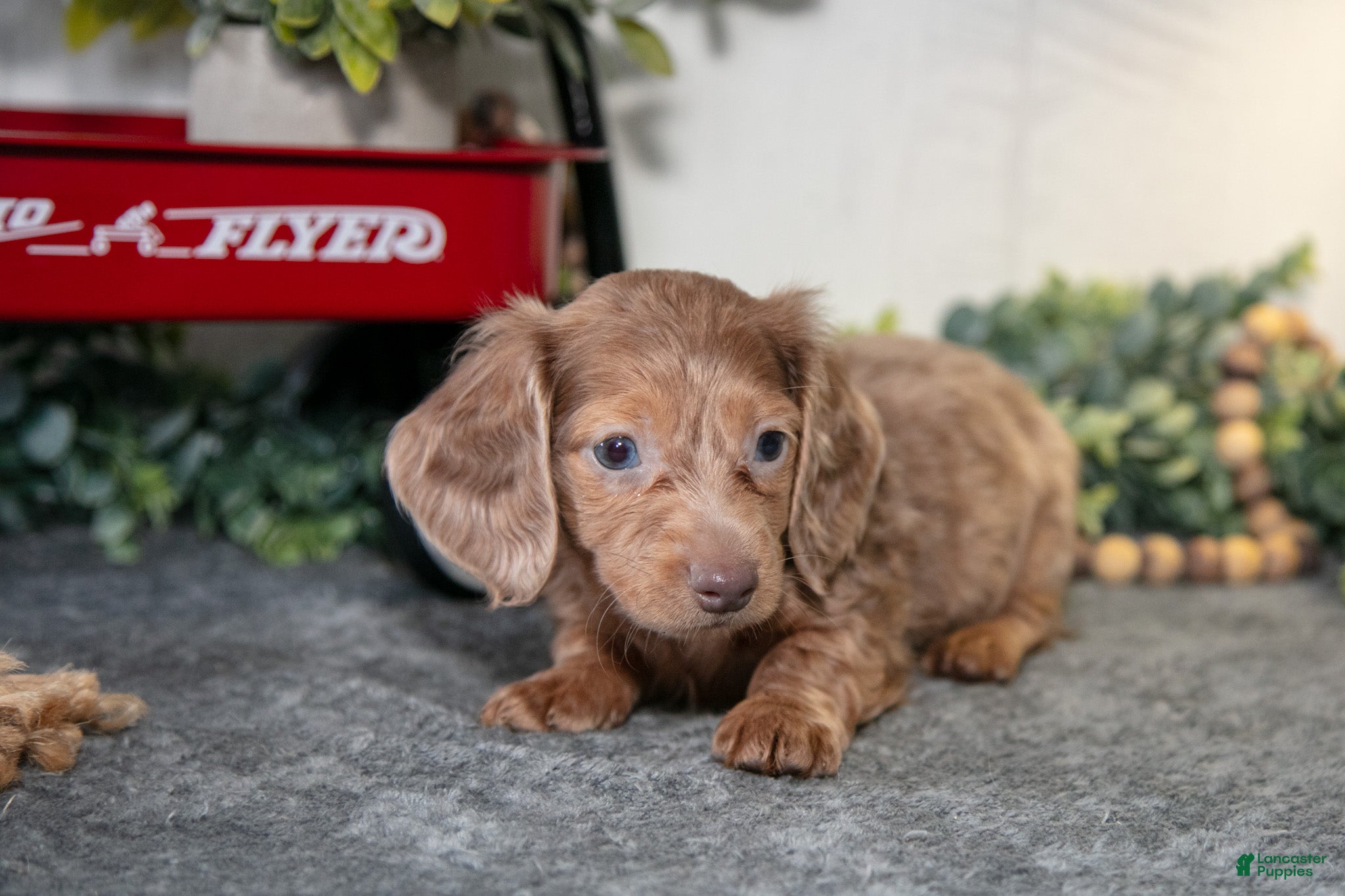 Miniature Dachshund dogs Alan - Ad 2