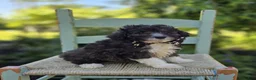 Miniature Poodle dogs for sale: Denver - Ad 2