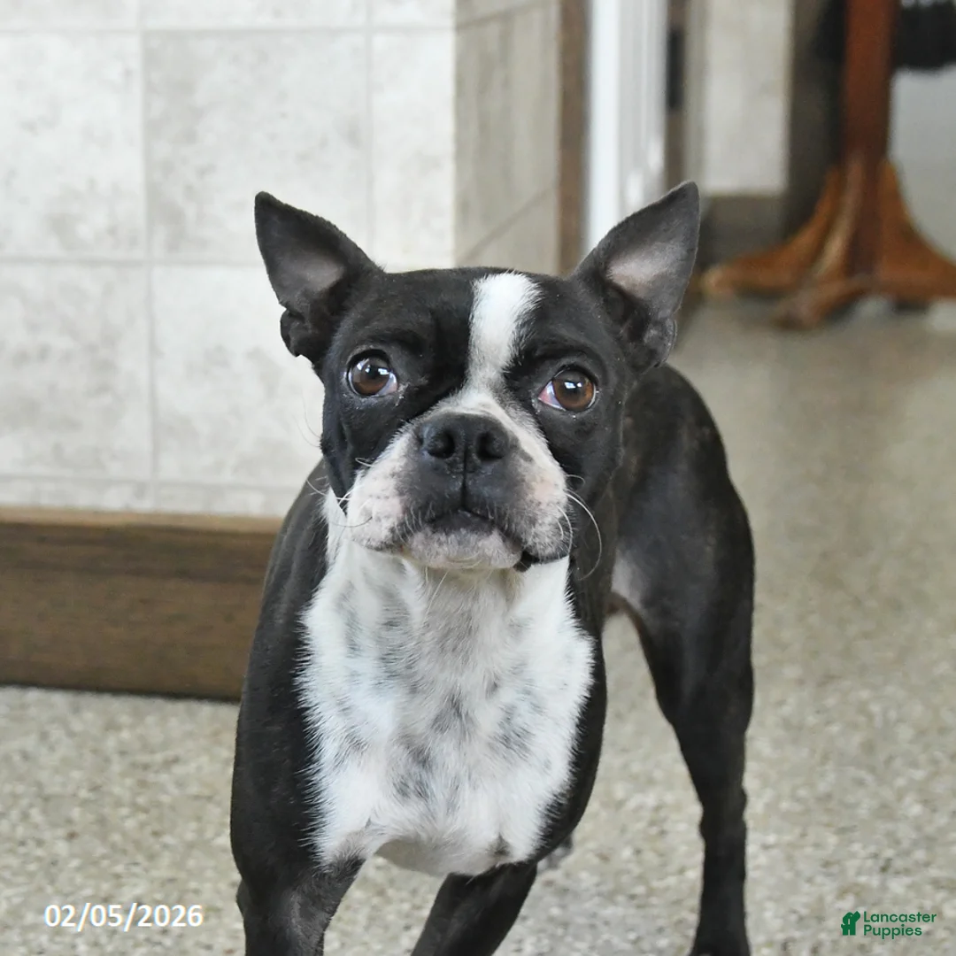 Boston Terrier dogs for sale: Myla - Ad 2