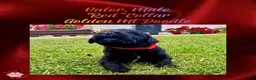 Mixed Breed dogs for sale: ⭐ Valor — Red Collar • Male Golden Mountain Doodle - Ad 1