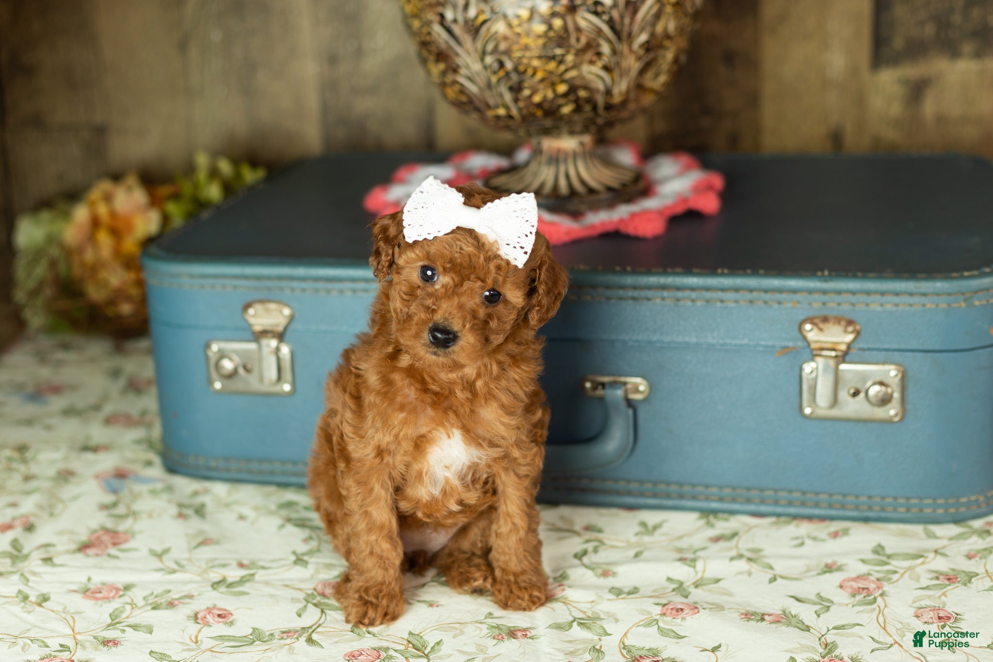 Mixed Breed dogs June  - Ad 13