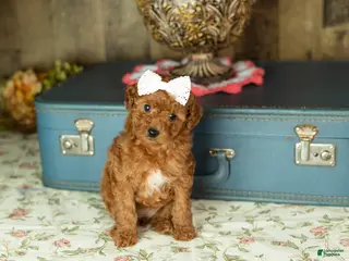 Mixed Breed dogs June - Ad 13