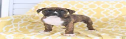 Boxer dogs for sale: Amber - Ad 5