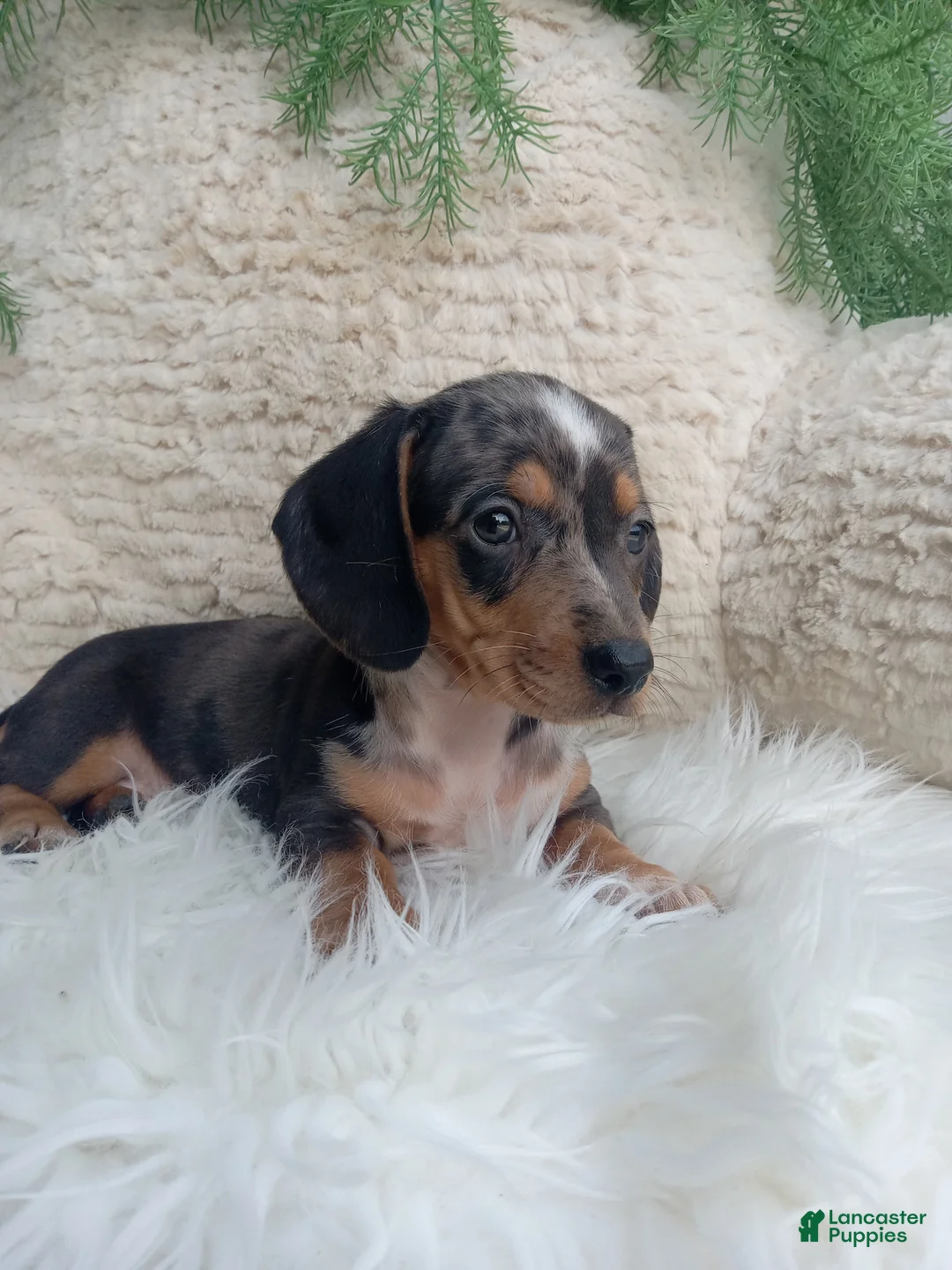 Dachshund dogs for sale: Mia - Ad 5