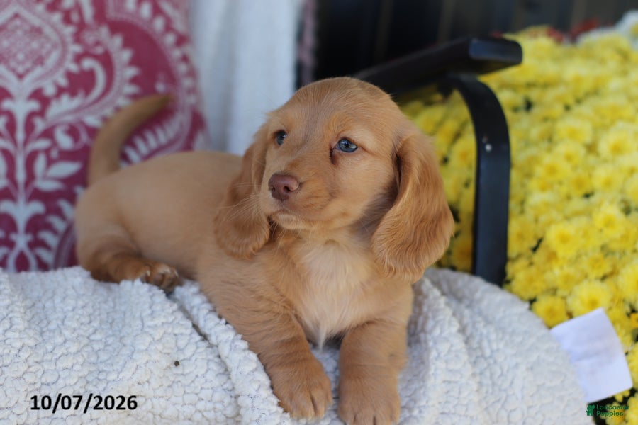 Miniature Dachshund dogs Maycon - Ad 2