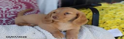 Miniature Dachshund dogs for sale: Maycon - Ad 2