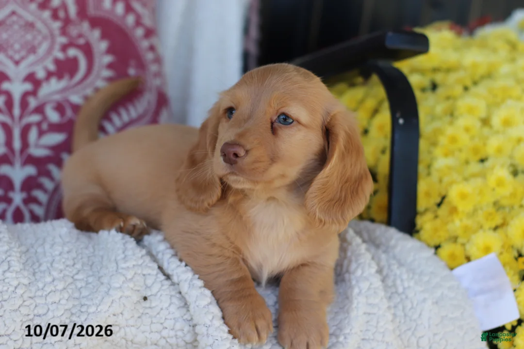 Miniature Dachshund dogs for sale: Maycon - Ad 2