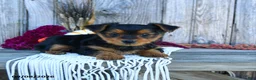 Yorkshire Terrier dogs for sale: Sylvia - Ad 4
