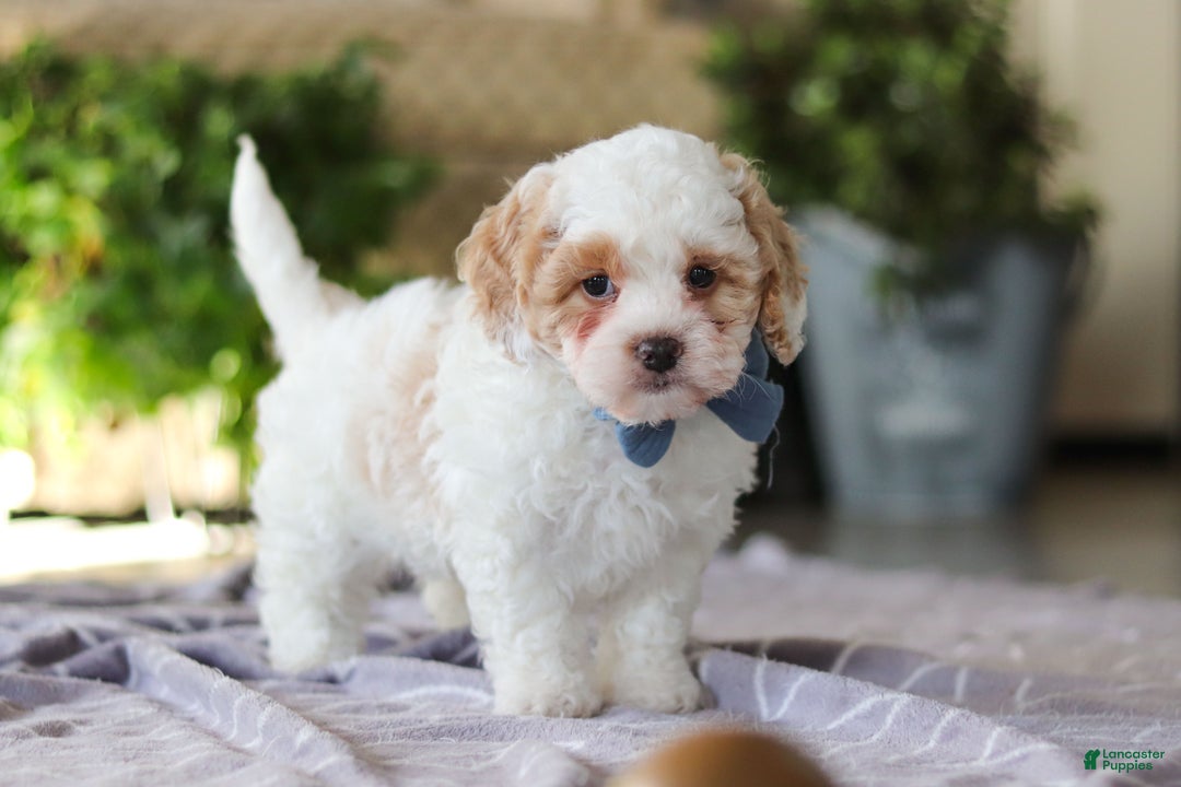Cavapoo dogs for sale: Loki - Ad 4