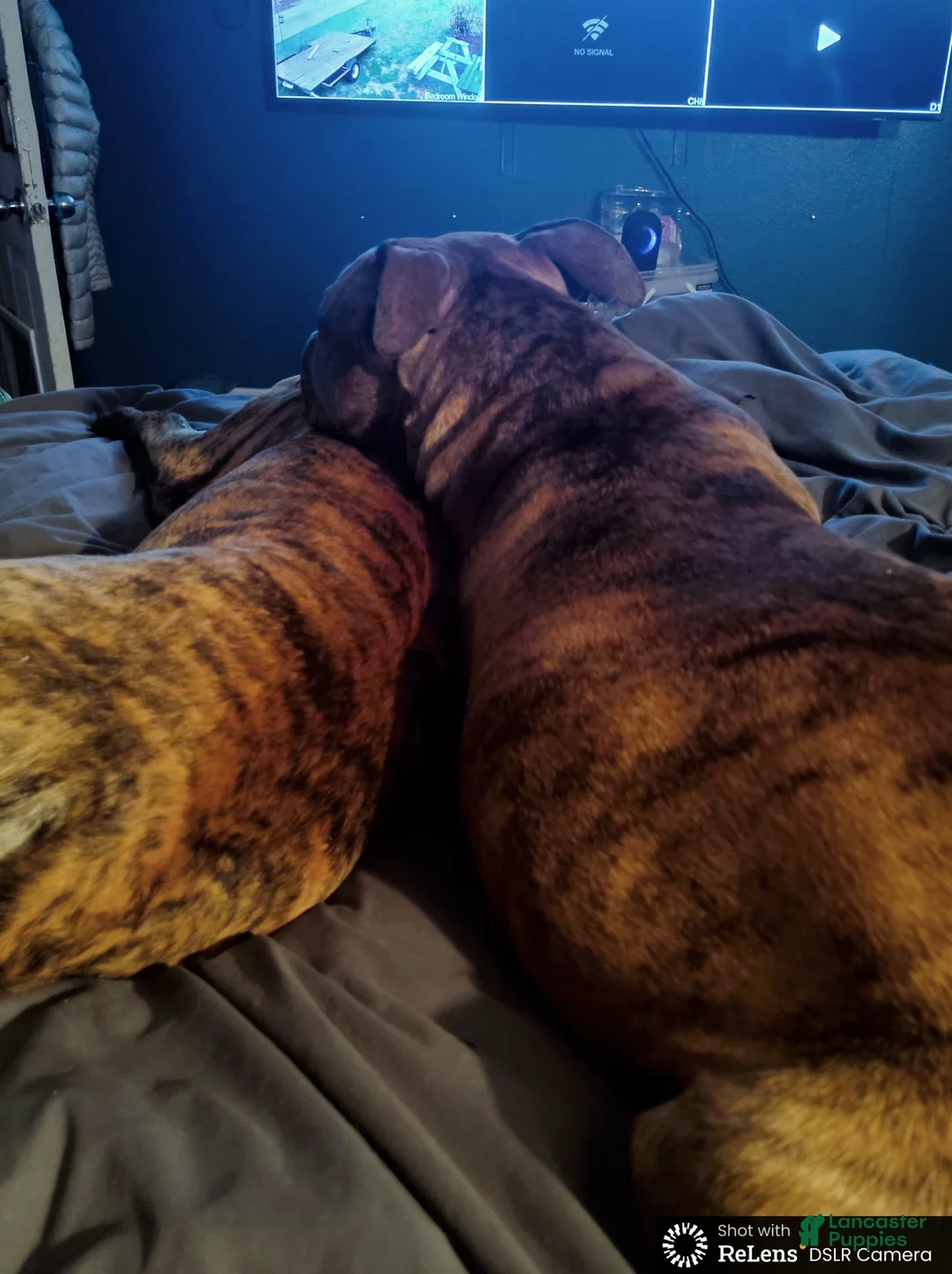 Mixed Breed dogs for sale: Bear  - Ad 7