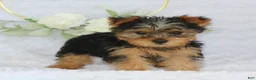 Yorkshire Terrier dogs for sale: Blaze - Ad 3