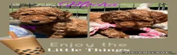 Miniature Poodle dogs for sale: Mocha - Ad 2