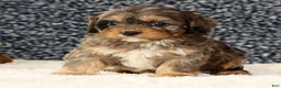 Cavapoo dogs for sale: Bingo - Ad 8