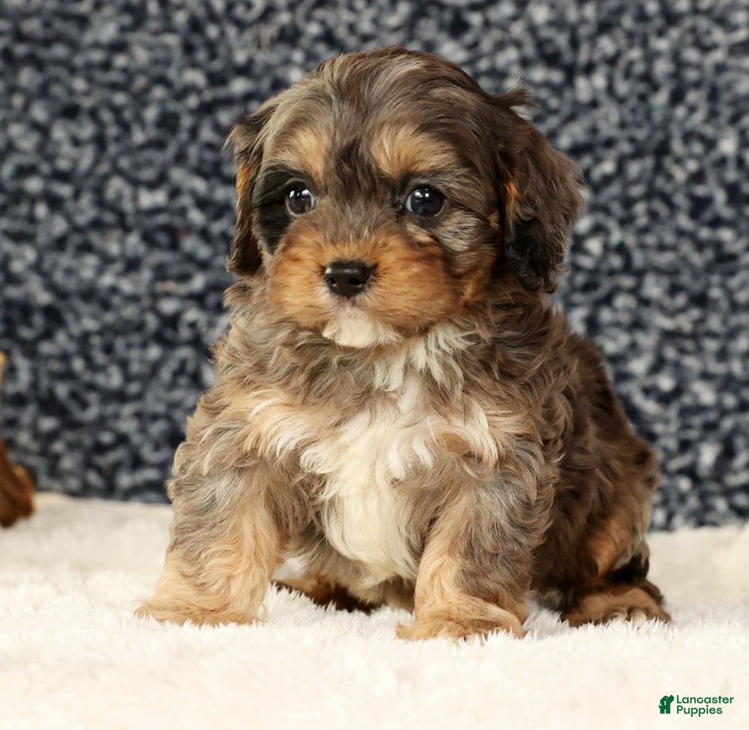 Cavapoo dogs for sale: Bingo - Ad 8