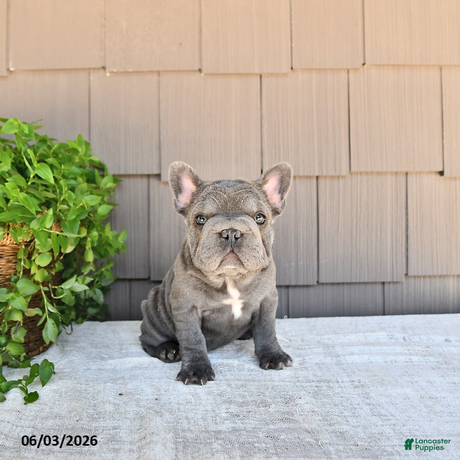 French Bulldog dogs Amber - Ad 1