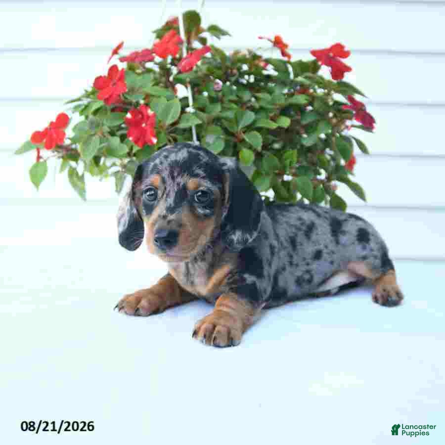 Miniature Dachshund dogs Bear - Ad 2