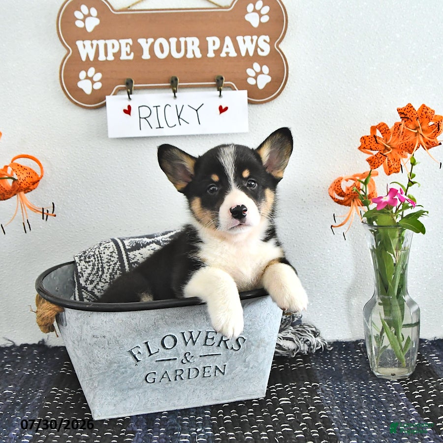 Welsh Corgi Pembroke dogs Ricky  - Ad 1