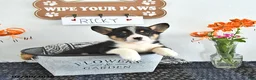 Welsh Corgi Pembroke dogs for sale: Ricky  - Ad 1