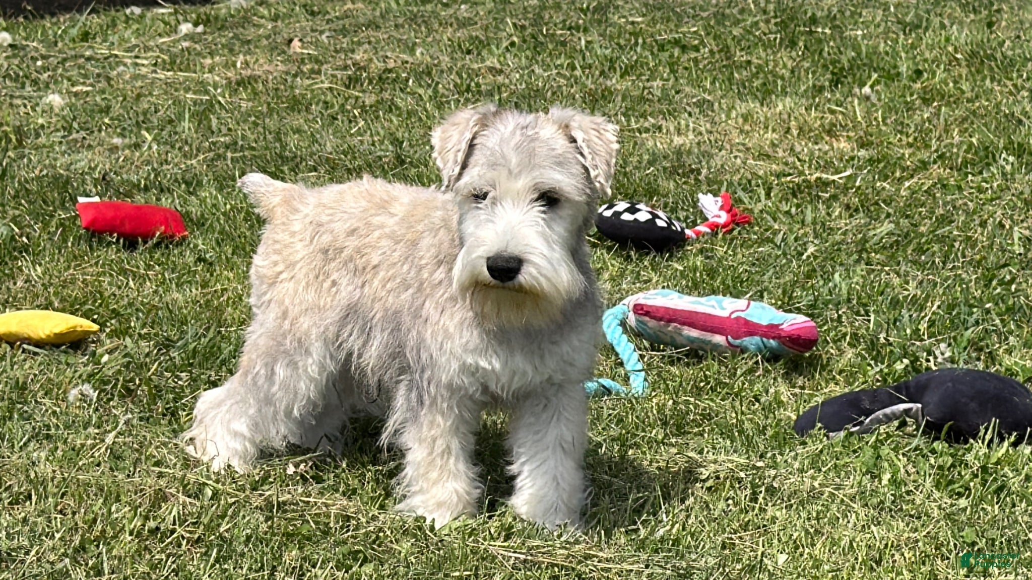 Miniature Schnauzer dogs Elijah  - Ad 2