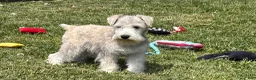 Miniature Schnauzer dogs for sale: Elijah  - Ad 2