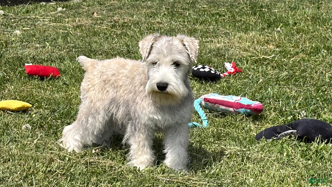 Miniature Schnauzer dogs for sale: Elijah  - Ad 2