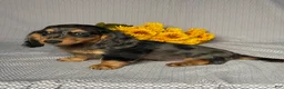 Miniature Dachshund dogs for sale: Caleb - Ad 2