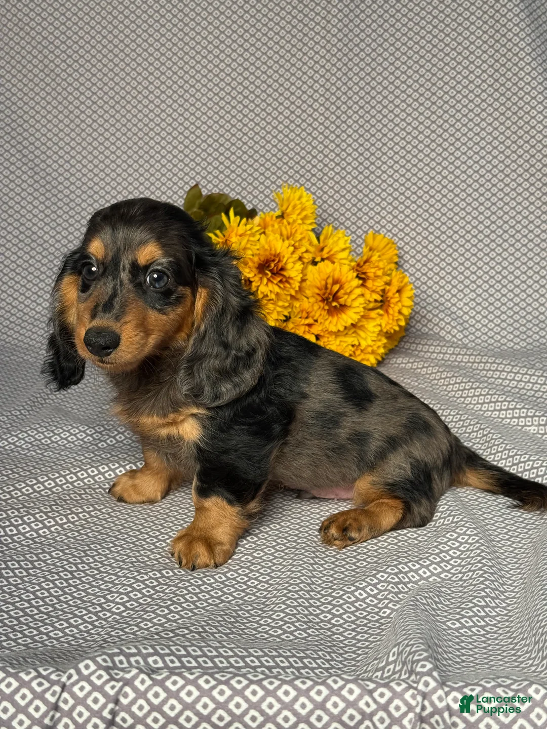 Miniature Dachshund dogs for sale: Caleb - Ad 2