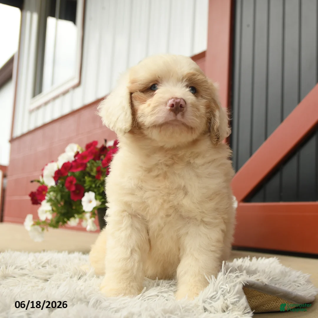 Aussiedoodle dogs for sale: Otto - Ad 1