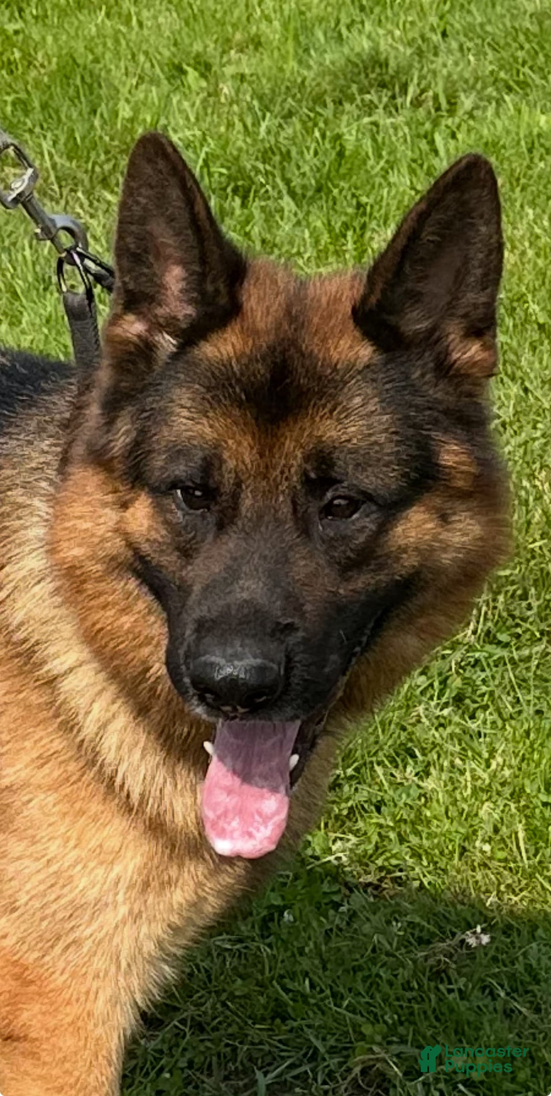 German Shepherd dogs for sale: MAX - Ad 1