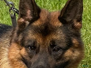 German Shepherd dogs MAX - Ad 9