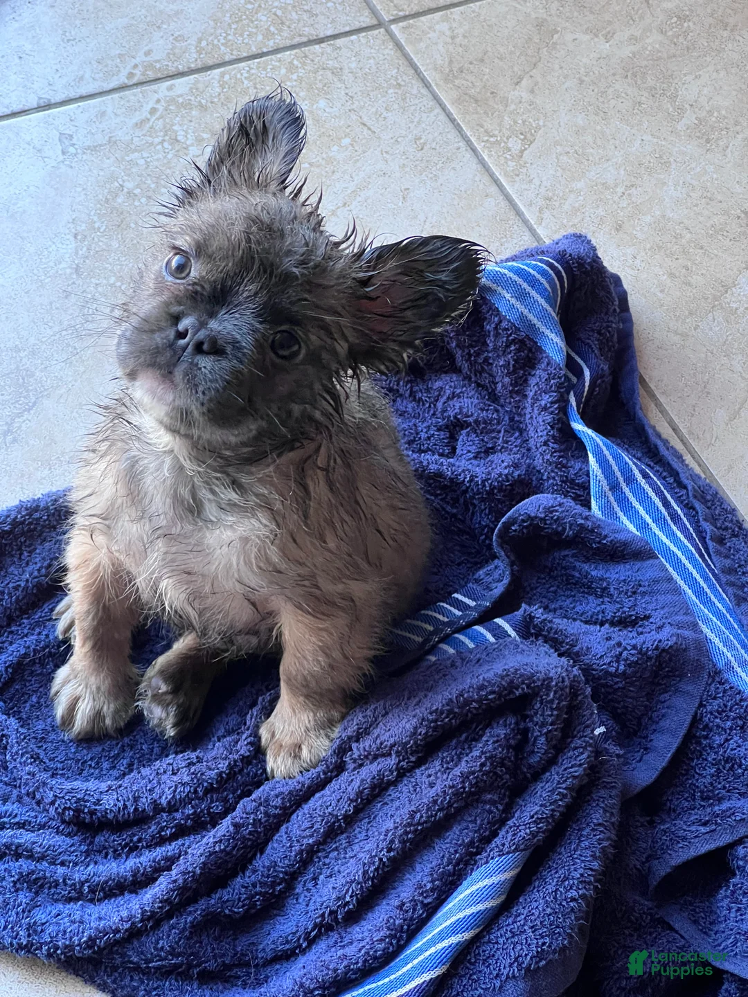 French Bulldog dogs for sale: FATBOY - Ad 1