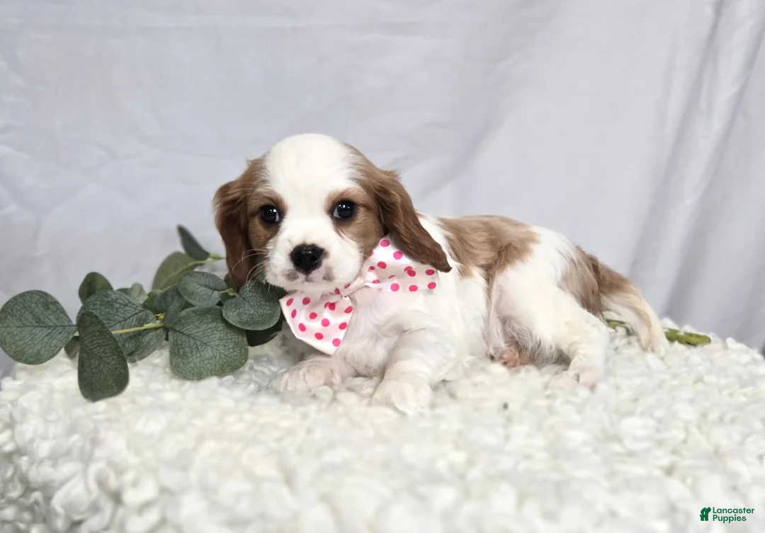 Cavalier King Charles Spaniel dogs for sale: Cassie - Ad 5