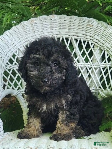 Miniature Poodle dogs for sale: Lauryn - Ad 4