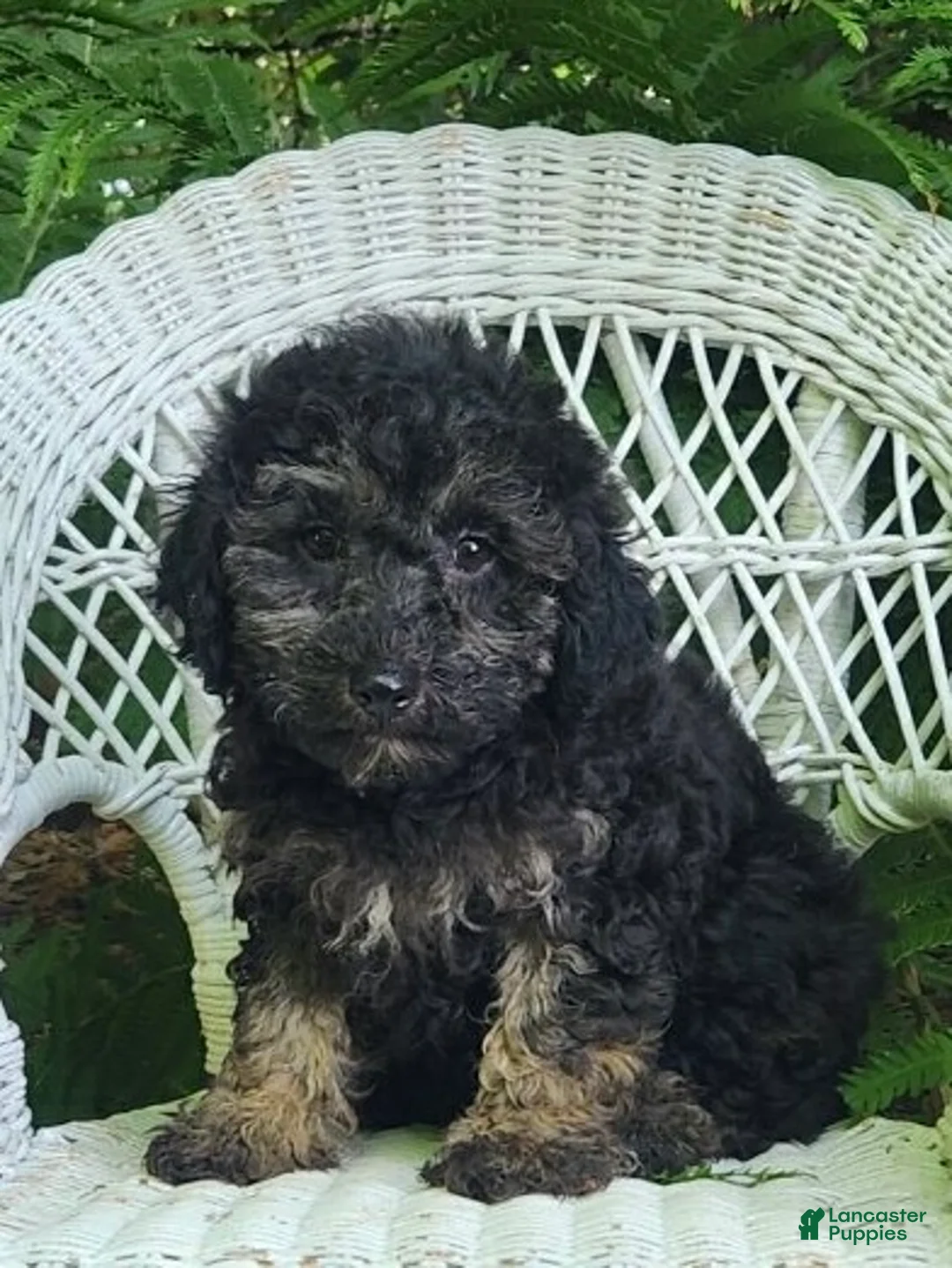 Miniature Poodle dogs for sale: Lauryn - Ad 1