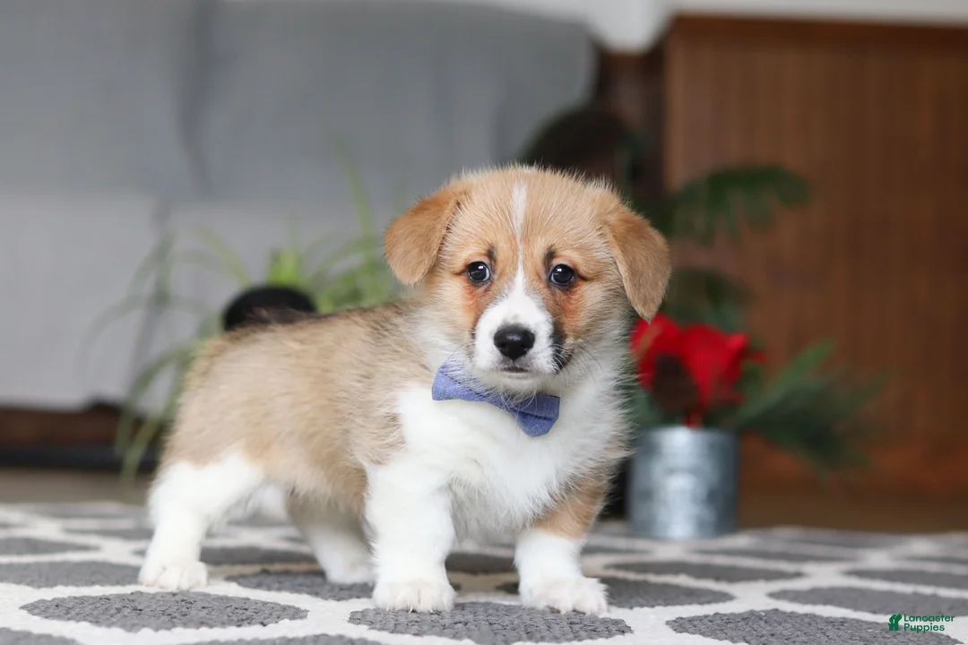 Welsh Corgi Pembroke dogs for sale: Valentine - Ad 4