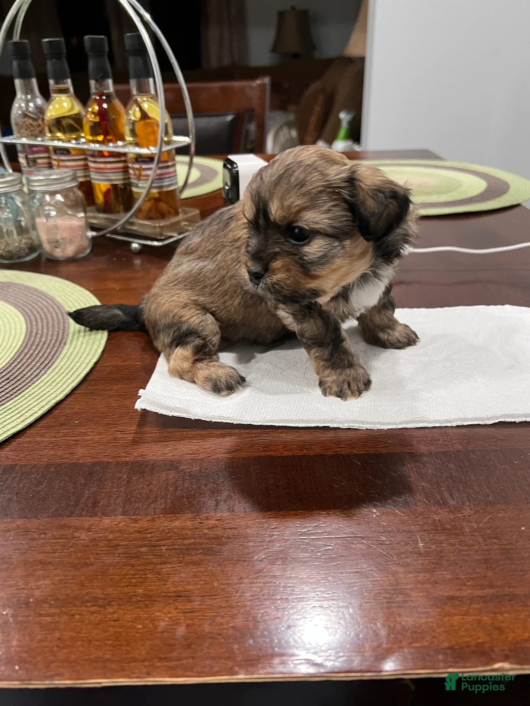 Morkie dogs for sale: Morkie Puppy 1 - Ad 2