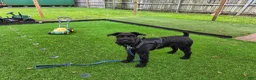 Standard Schnauzer dogs for sale: LILY- Standard Schnauzer  - Ad 5