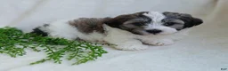 Teddy Bear dogs for sale: Dylan - Ad 2