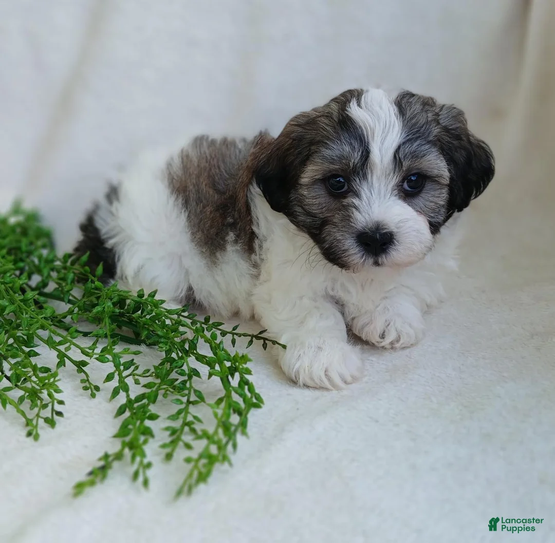 Teddy Bear dogs for sale: Dylan - Ad 2