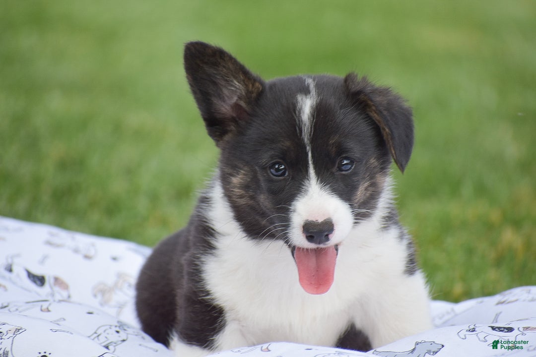 Welsh Corgi Pembroke dogs for sale: Rhett - Ad 2