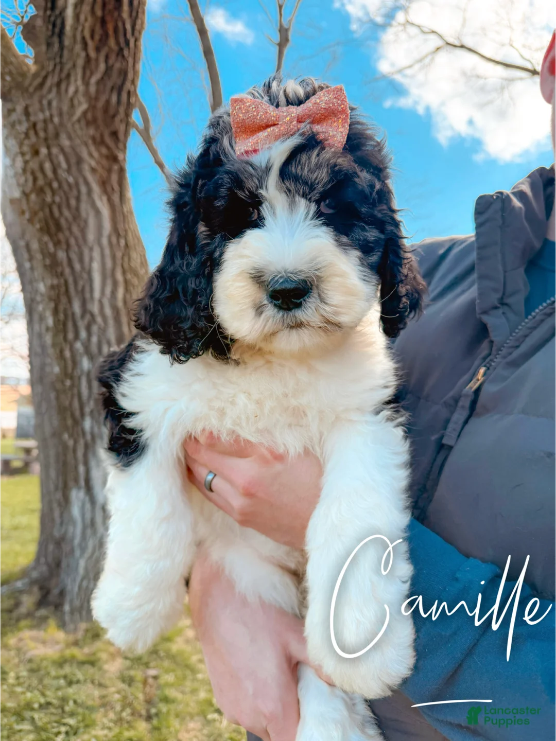 Saint Berdoodles dogs for sale: Camille - Standard F1b - Ad 2