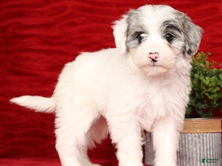 Mixed Breed dogs Diesel - Ad 24