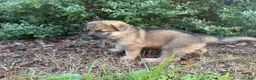 German Shepherd dogs for sale: Delilah - Ad 5