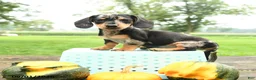 Miniature Dachshund dogs for sale: Pizza  - Ad 3