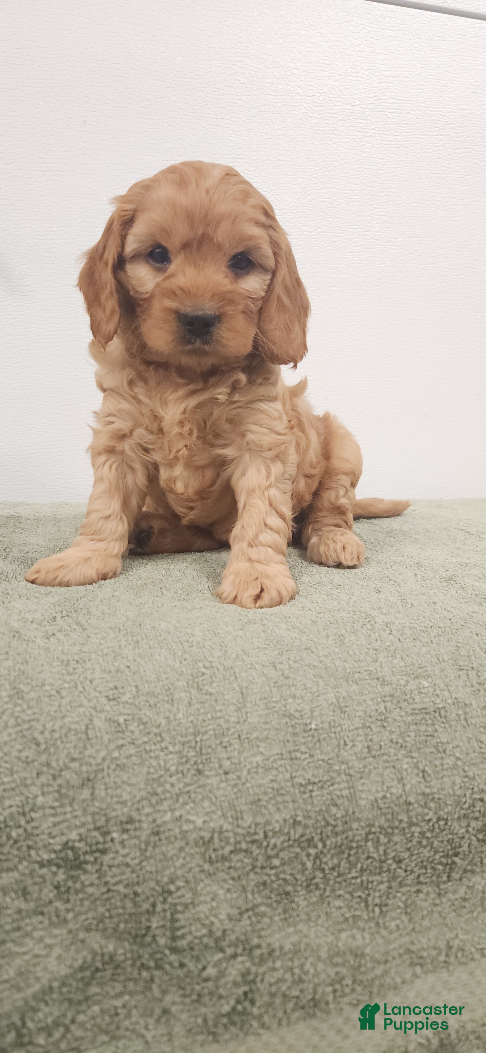 Cavapoo dogs Rusty  - Ad 2